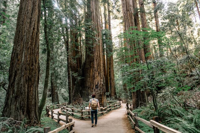 Hiking in Muir Woods